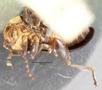 Media type: image; Entomology 18763   Aspect: habitus ventral view